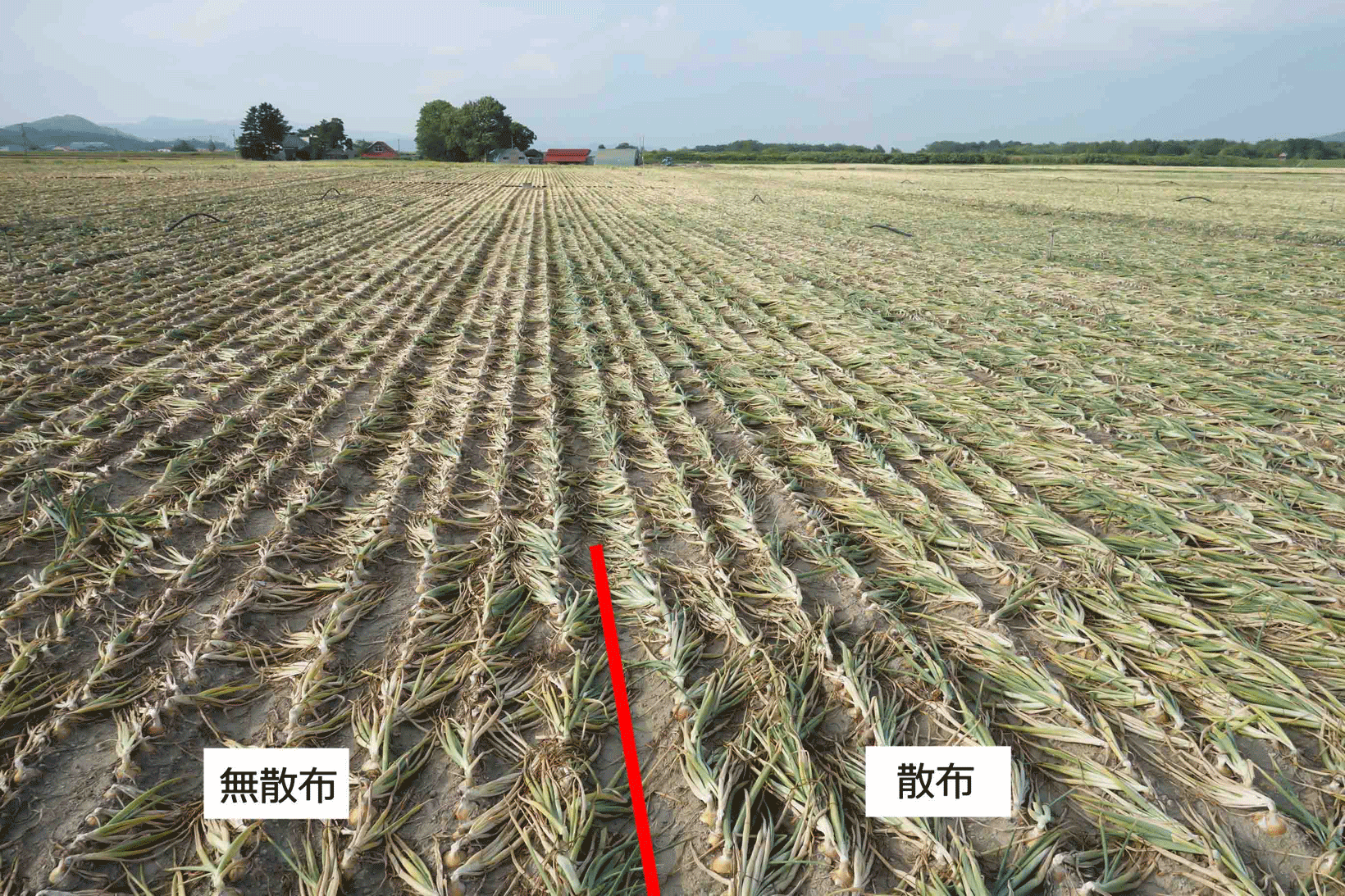 たまねぎ（オホーツク222）5月25日より500倍で7日間隔で4回施用